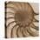 Nautilus Close-Up-Albert Koetsier-Stretched Canvas