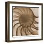 Nautilus Close-Up-Albert Koetsier-Framed Art Print