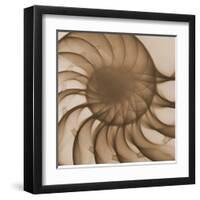 Nautilus Close-Up-Albert Koetsier-Framed Art Print