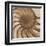 Nautilus Close-Up-Albert Koetsier-Framed Art Print