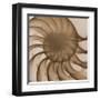 Nautilus Close-Up-Albert Koetsier-Framed Art Print