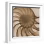 Nautilus Close-Up-Albert Koetsier-Framed Art Print