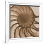 Nautilus Close-Up-Albert Koetsier-Framed Art Print