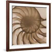 Nautilus Close-Up-Albert Koetsier-Framed Art Print