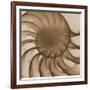 Nautilus Close-Up-Albert Koetsier-Framed Art Print