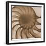 Nautilus Close-Up-Albert Koetsier-Framed Premium Giclee Print