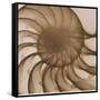 Nautilus Close-Up-Albert Koetsier-Framed Stretched Canvas