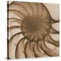 Nautilus Close-Up-Albert Koetsier-Stretched Canvas