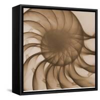 Nautilus Close-Up-Albert Koetsier-Framed Stretched Canvas