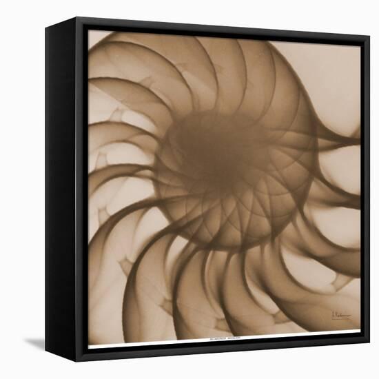 Nautilus Close-Up-Albert Koetsier-Framed Stretched Canvas