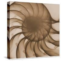 Nautilus Close-Up-Albert Koetsier-Stretched Canvas