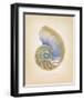 Nautilus Cross Section-Richard Van Genderen-Framed Art Print