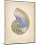 Nautilus Cross Section-Richard Van Genderen-Mounted Art Print