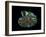 Nautilus I-LightBoxJournal-Framed Giclee Print