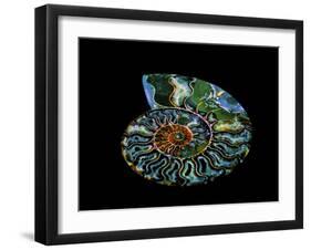 Nautilus I-LightBoxJournal-Framed Giclee Print