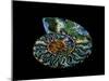 Nautilus I-LightBoxJournal-Mounted Giclee Print