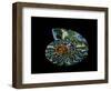 Nautilus I-LightBoxJournal-Framed Premium Giclee Print