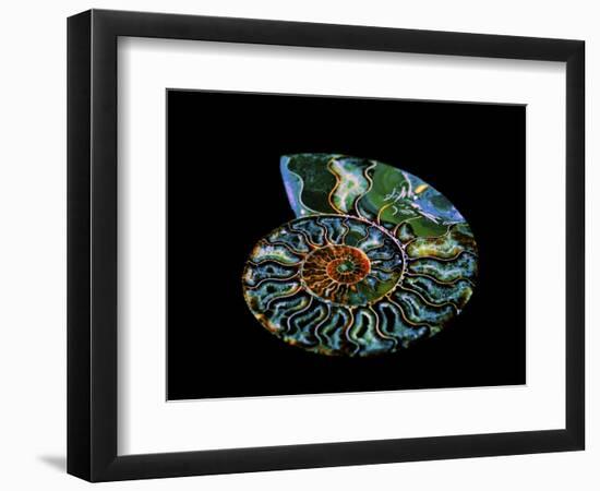 Nautilus I-LightBoxJournal-Framed Premium Giclee Print