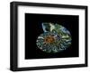 Nautilus I-LightBoxJournal-Framed Premium Giclee Print