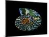 Nautilus I-LightBoxJournal-Mounted Premium Giclee Print