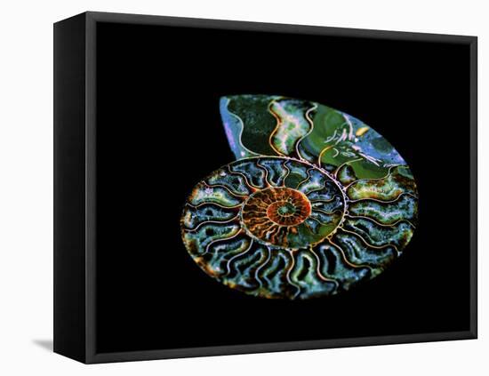 Nautilus I-LightBoxJournal-Framed Stretched Canvas
