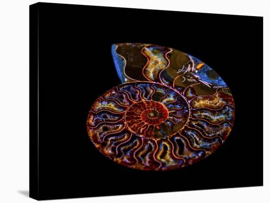 Nautilus II-LightBoxJournal-Stretched Canvas