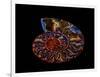 Nautilus II-LightBoxJournal-Framed Giclee Print