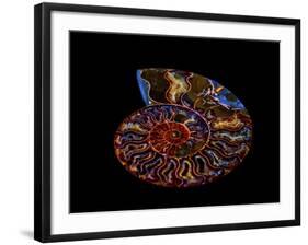 Nautilus II-LightBoxJournal-Framed Giclee Print