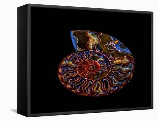 Nautilus II-LightBoxJournal-Framed Stretched Canvas