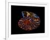 Nautilus II-LightBoxJournal-Framed Giclee Print