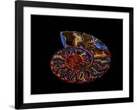 Nautilus II-LightBoxJournal-Framed Giclee Print