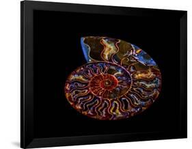 Nautilus II-LightBoxJournal-Framed Giclee Print