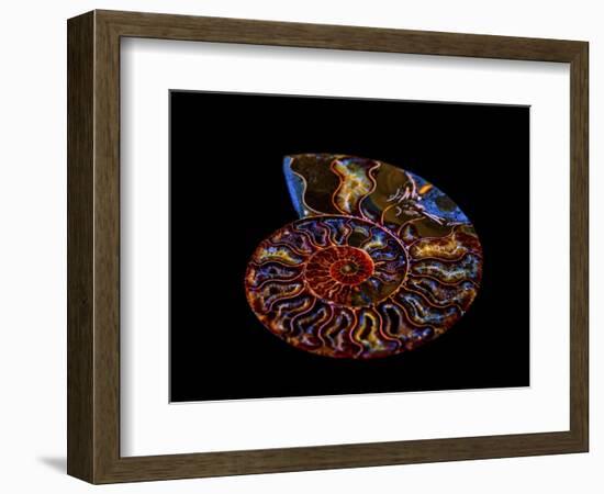 Nautilus II-LightBoxJournal-Framed Giclee Print