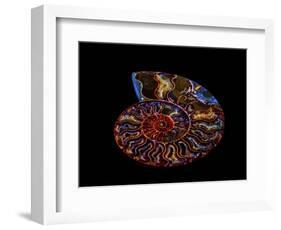 Nautilus II-LightBoxJournal-Framed Giclee Print