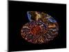 Nautilus II-LightBoxJournal-Mounted Giclee Print