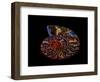 Nautilus II-LightBoxJournal-Framed Premium Giclee Print