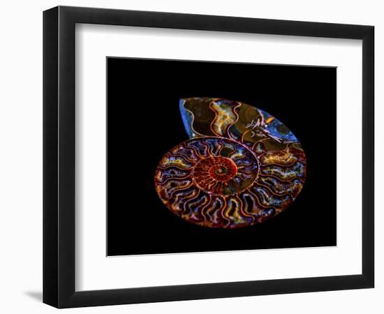 Nautilus II-LightBoxJournal-Framed Premium Giclee Print