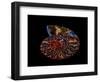 Nautilus II-LightBoxJournal-Framed Premium Giclee Print