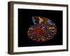 Nautilus II-LightBoxJournal-Framed Giclee Print