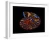 Nautilus II-LightBoxJournal-Framed Giclee Print