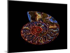 Nautilus II-LightBoxJournal-Mounted Giclee Print