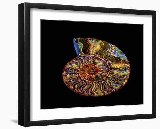 Nautilus III-LightBoxJournal-Framed Giclee Print