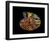 Nautilus III-LightBoxJournal-Framed Giclee Print