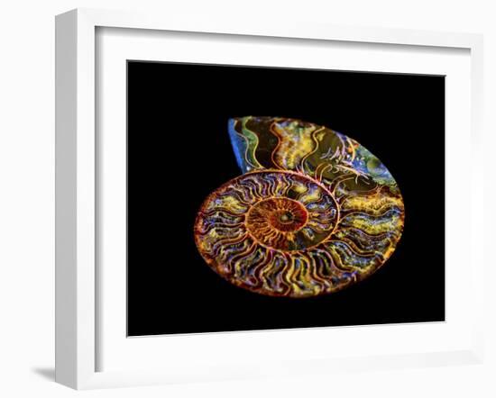 Nautilus III-LightBoxJournal-Framed Giclee Print