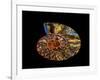 Nautilus III-LightBoxJournal-Framed Giclee Print