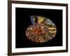 Nautilus III-LightBoxJournal-Framed Giclee Print