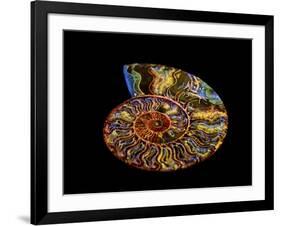 Nautilus III-LightBoxJournal-Framed Giclee Print