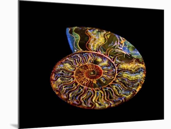 Nautilus III-LightBoxJournal-Mounted Giclee Print