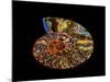 Nautilus III-LightBoxJournal-Mounted Giclee Print