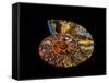 Nautilus III-LightBoxJournal-Framed Stretched Canvas